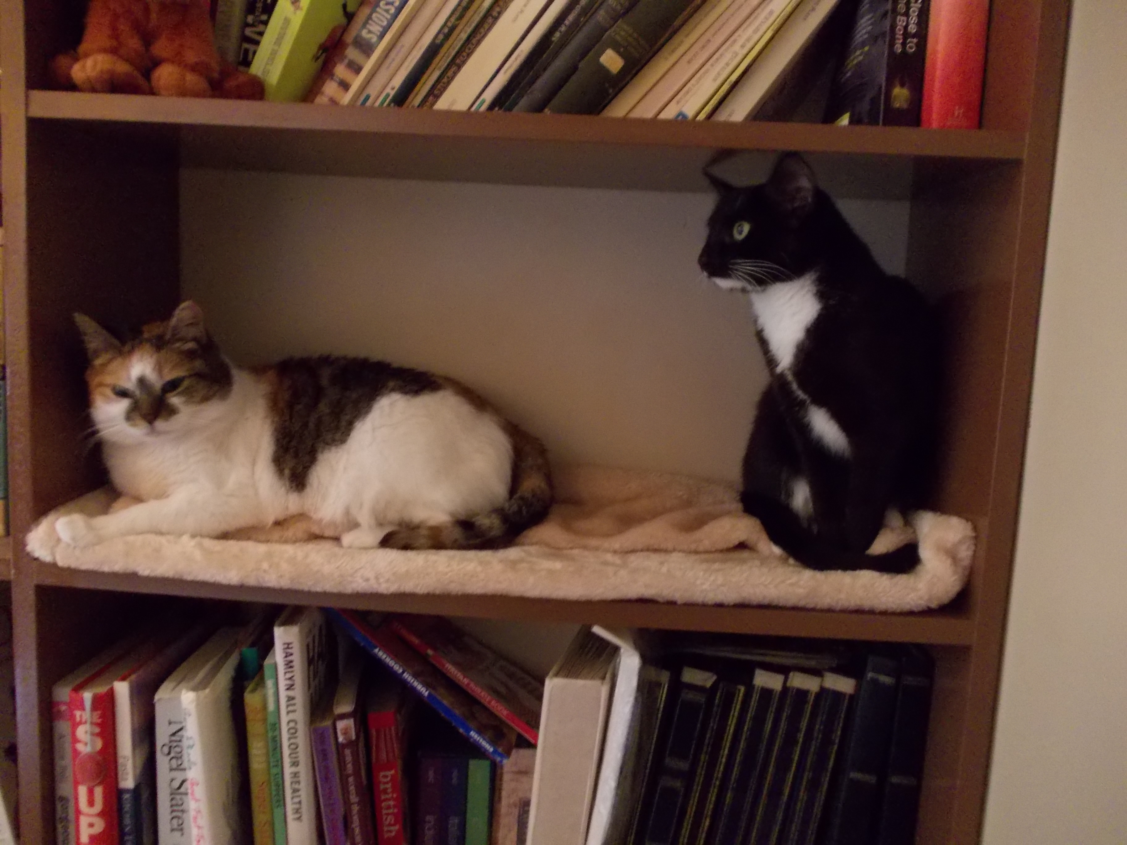 cats on bookshelf